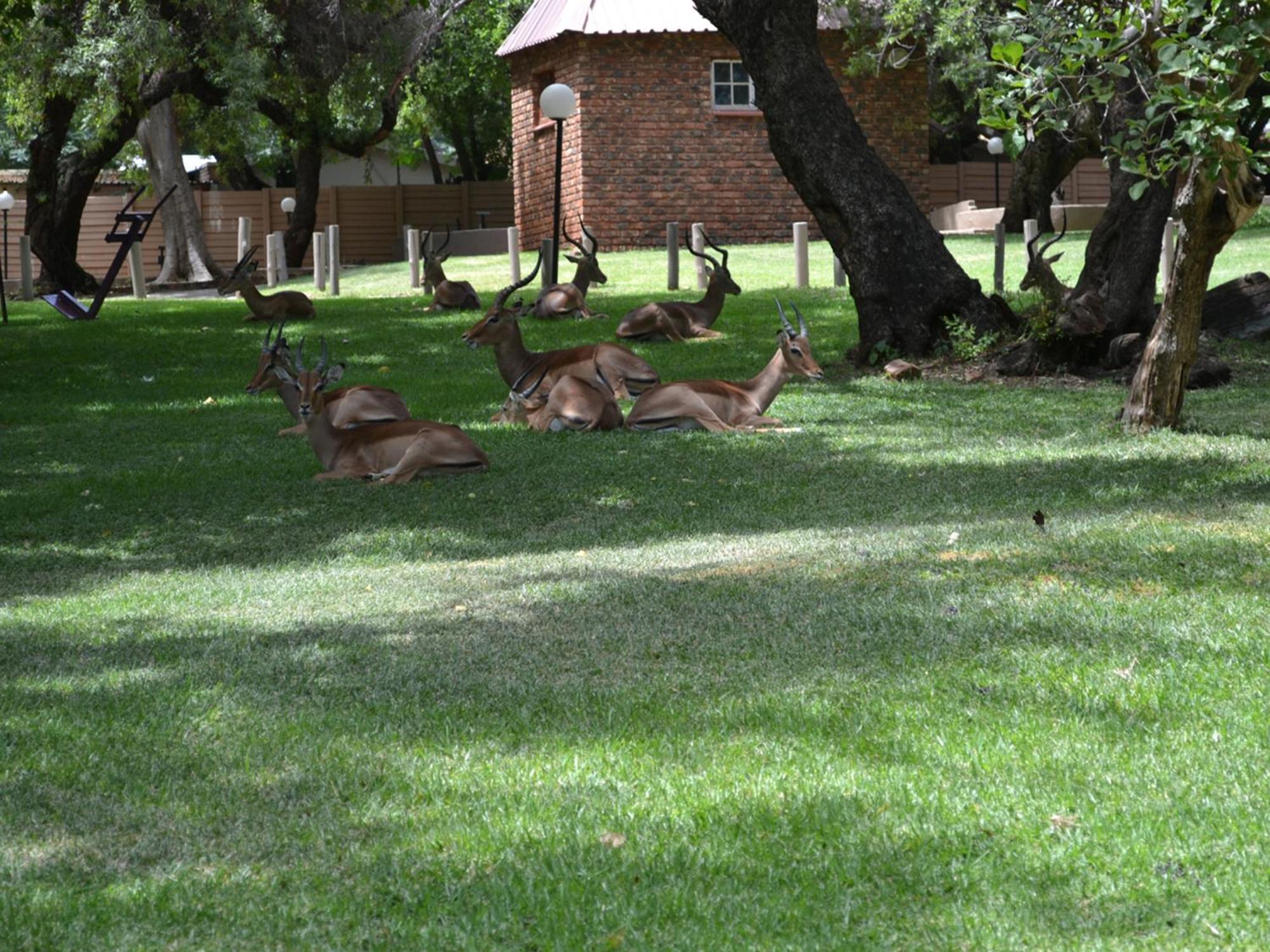 Mount Amanzi Hotel Hartbeespoort Exterior foto